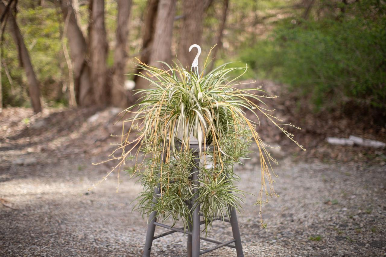 Hanging Plants That Purify the Air