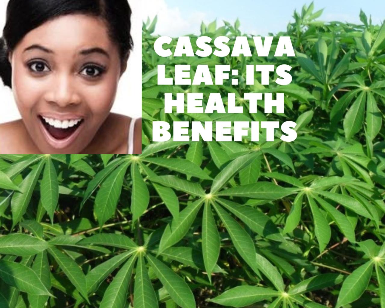 How to Use Cassava Leaf in Your Daily Diet for Better Health