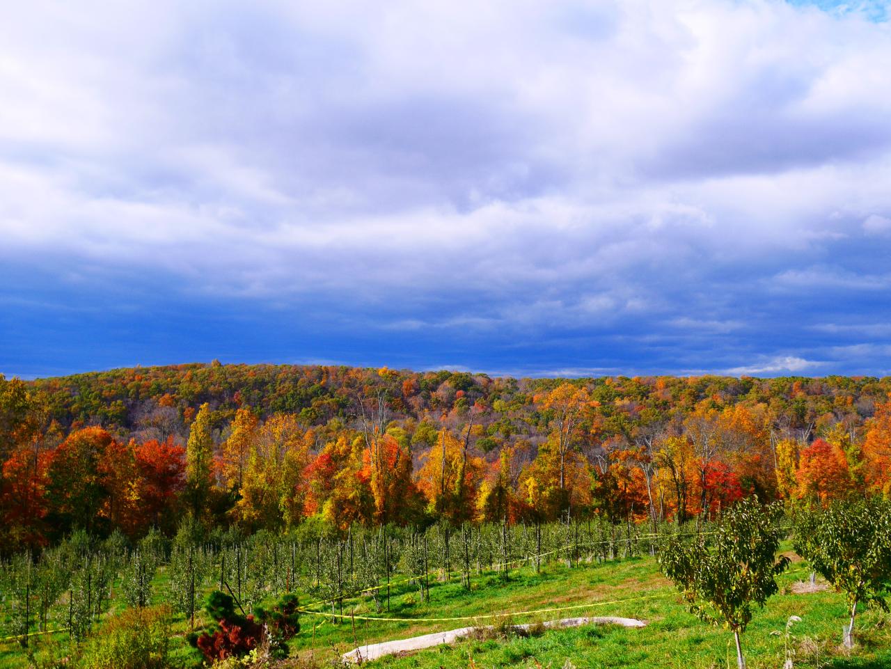 Harvest Moon Orchard: Top Tips for an Amazing Visit