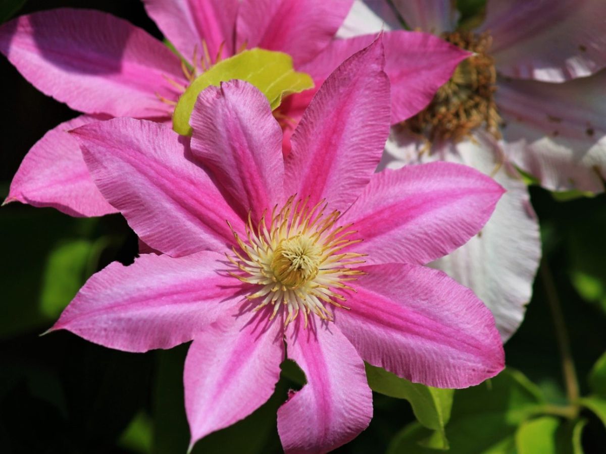 The Essential Guide to Propagating Clematis for a Stunning Garden