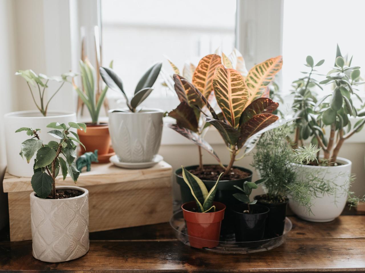 The Best Indoor Plants for Beginners That Require Minimal Care