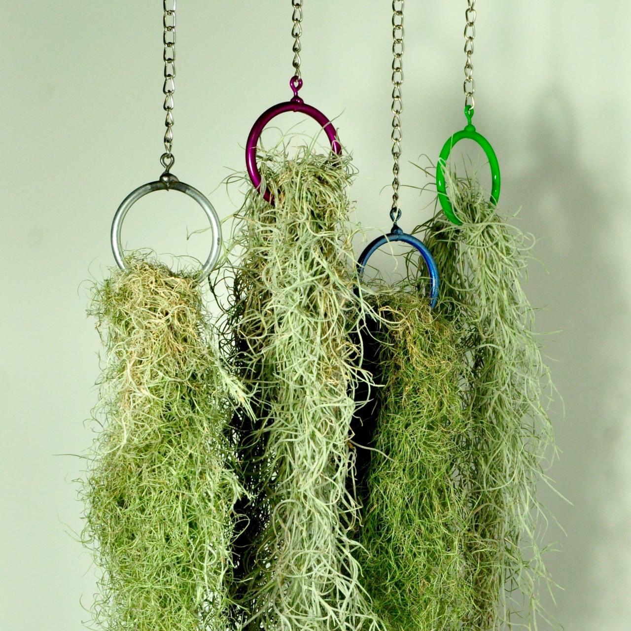 Hanging Plants That Purify the Air