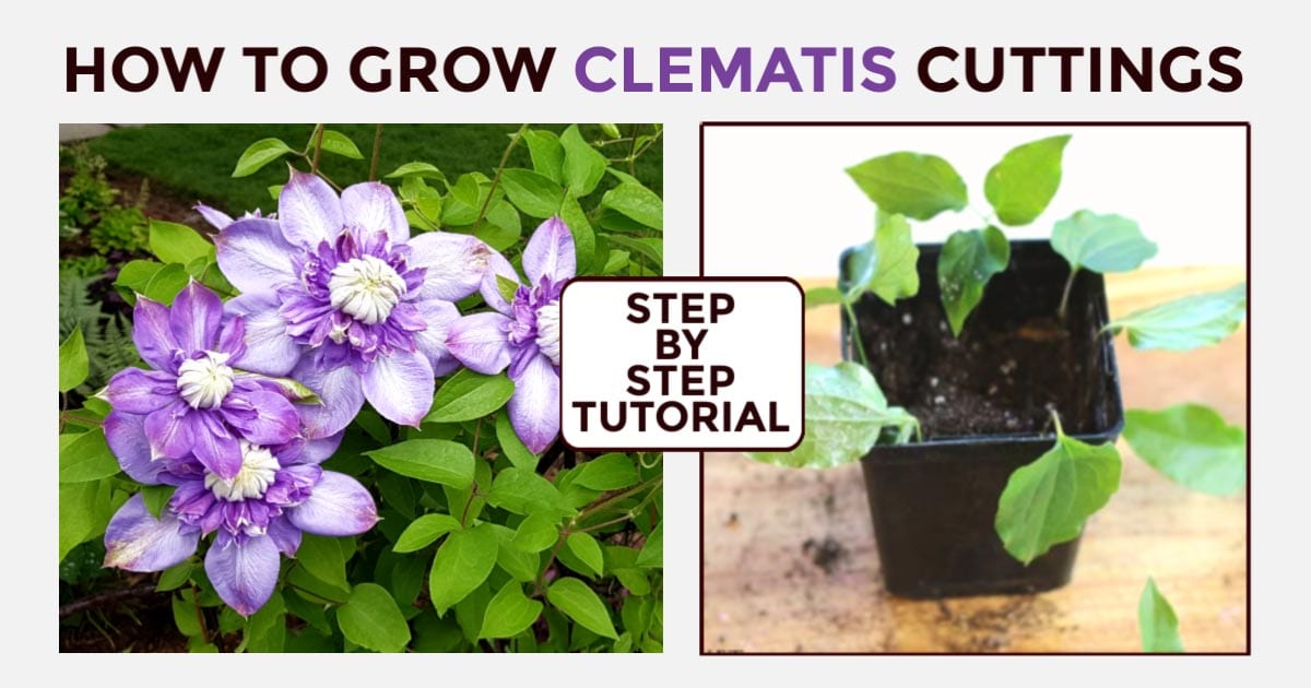 The Essential Guide to Propagating Clematis for a Stunning Garden