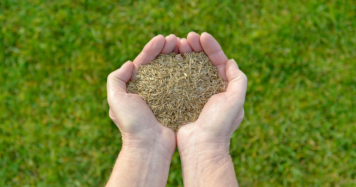 The Ultimate Guide to Timing Your Grass Seed Planting: Tips for Lawn Success