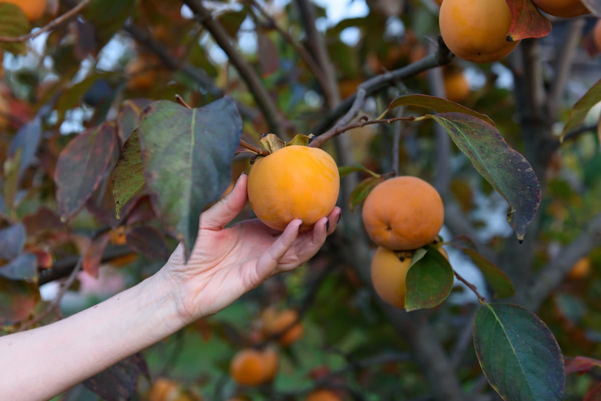 Grow a Persimmon Tree from Seed: Easy Steps to Success!