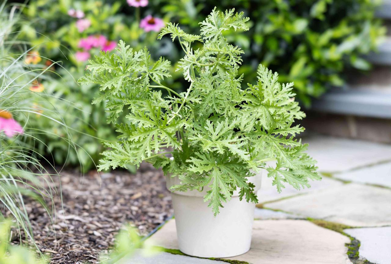 How to Cultivate Citronella Plant: Tips for Achieving a Healthy and Effective Herb