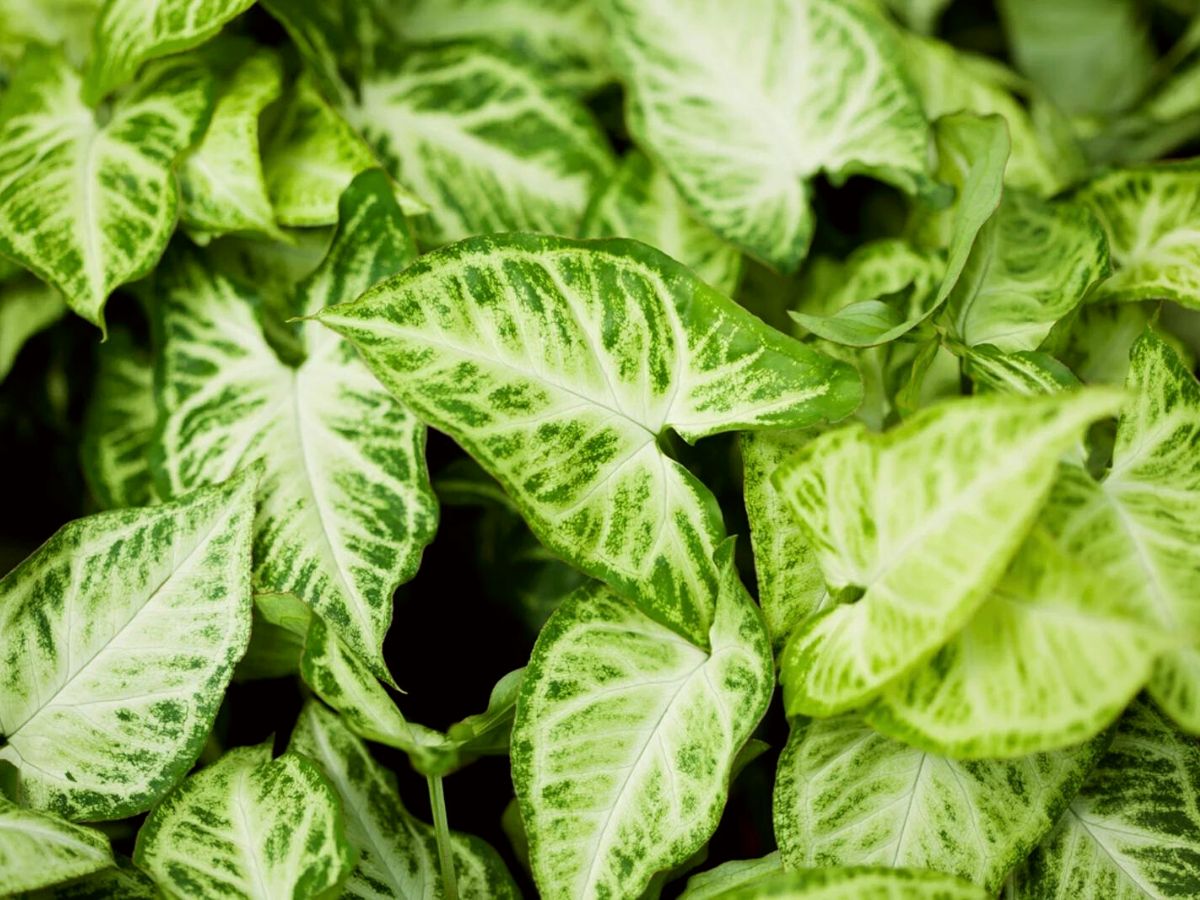 Best Fertilizers for Growing a Healthy Arrowhead Plant