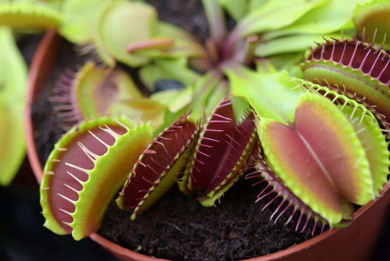 Boost Your Venus Fly Trap Collection With These Simple Propagation Tips