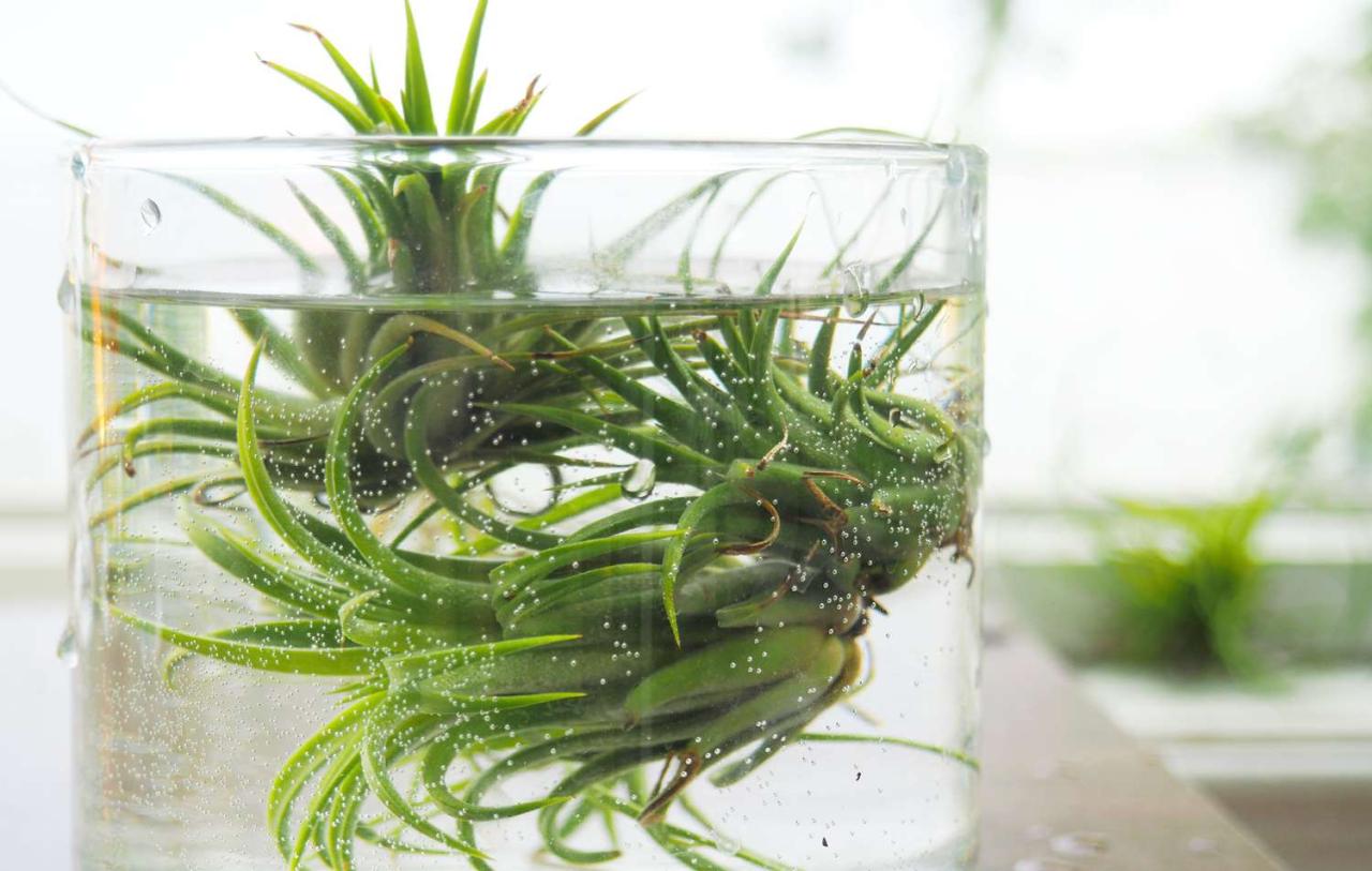 How to Properly Dunk Air Plants for Watering