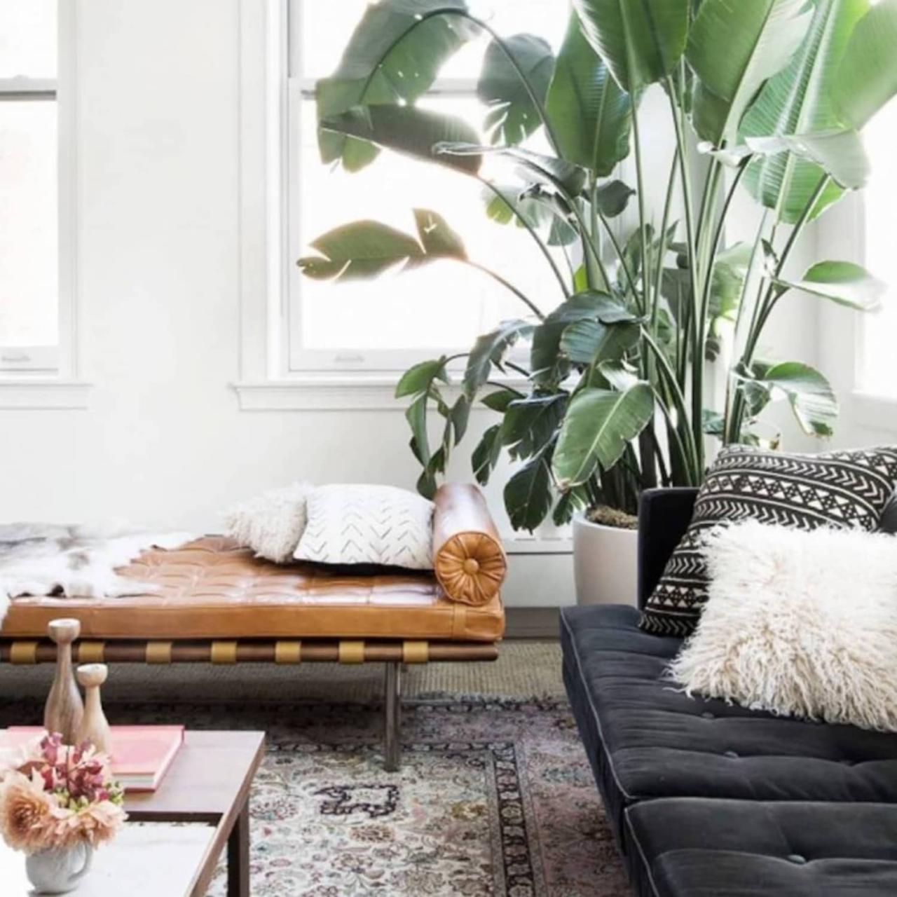 8 Large Indoor Plants That Make a Statement