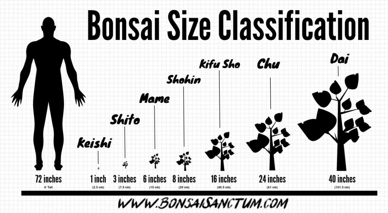 Bonsai Pot Sizes: Why It Matters for Tree Growth