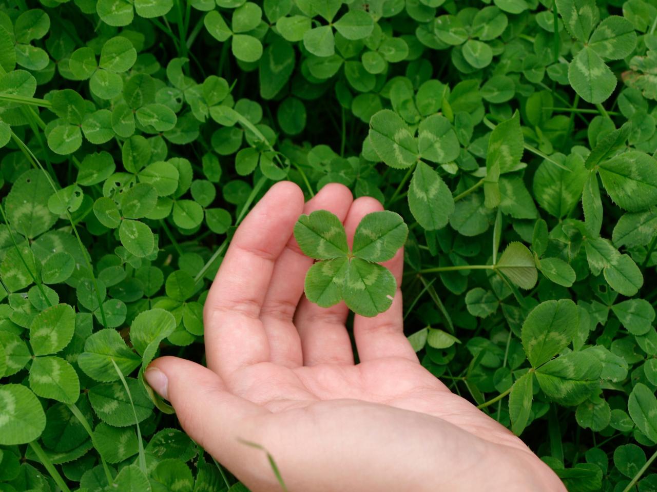 The Best Techniques for Finding and Cultivating Four Leaf Clovers