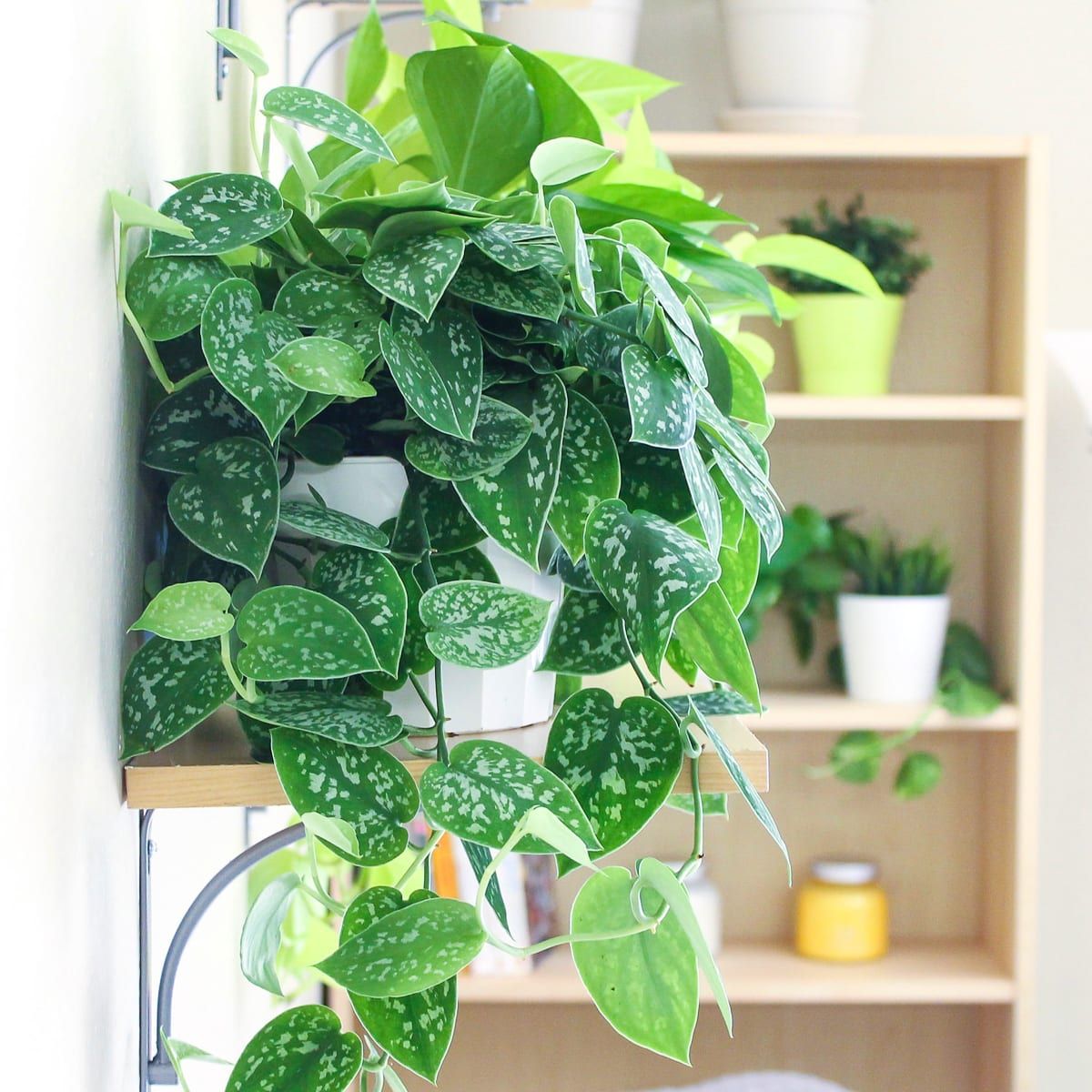 The Best Indoor Plants for Beginners That Require Minimal Care