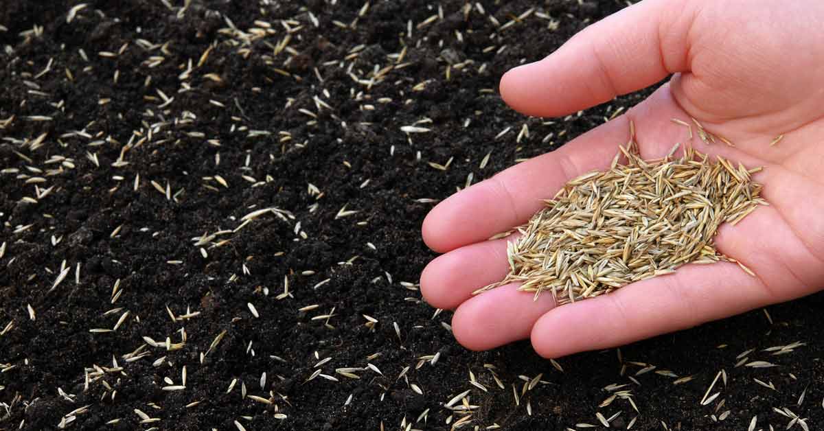 The Ultimate Guide to Timing Your Grass Seed Planting: Tips for Lawn Success