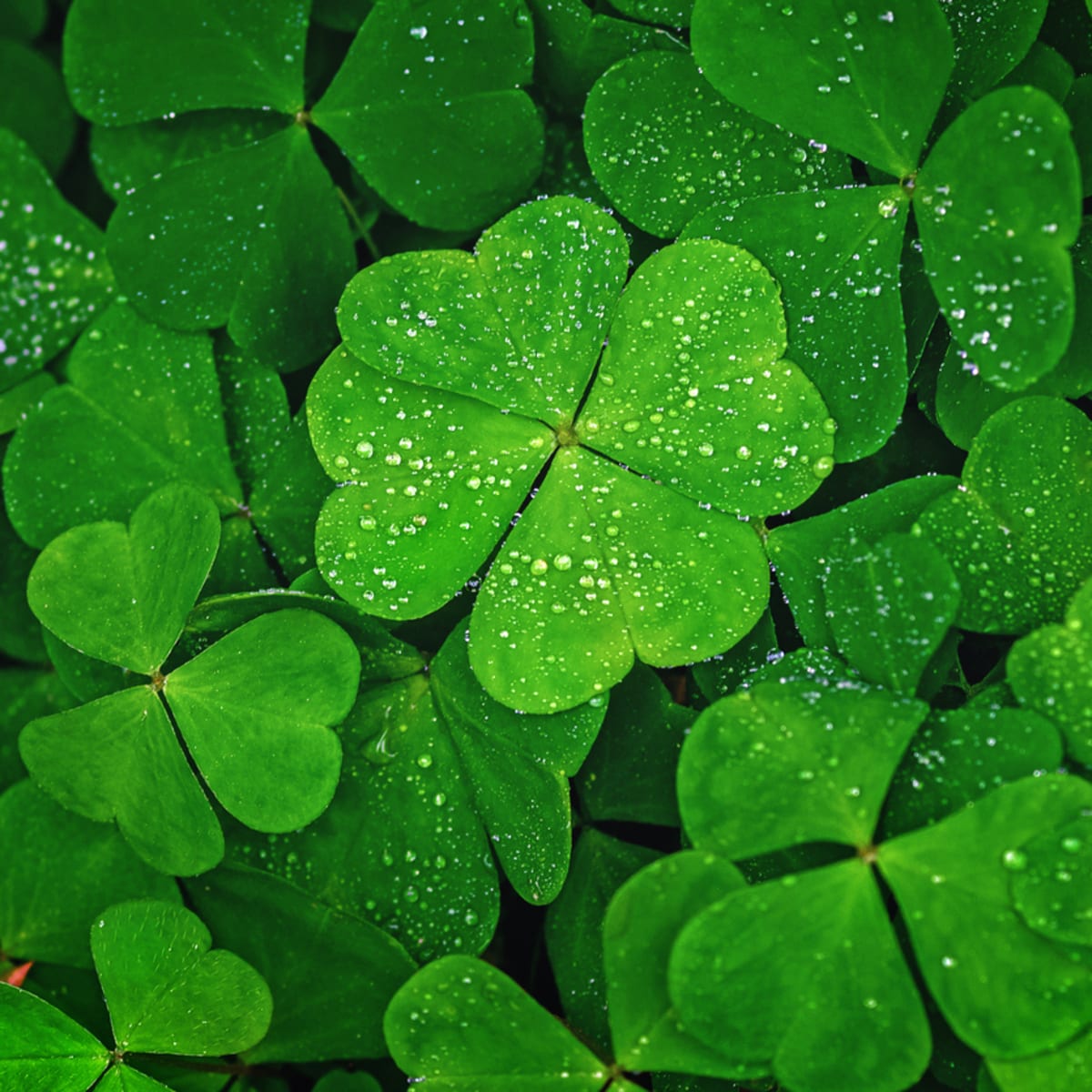 The Best Techniques for Finding and Cultivating Four Leaf Clovers