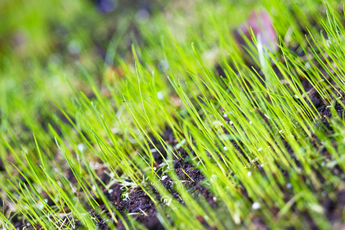 The Essential Tips for Timing Your Grass Seed Sowing in the UK