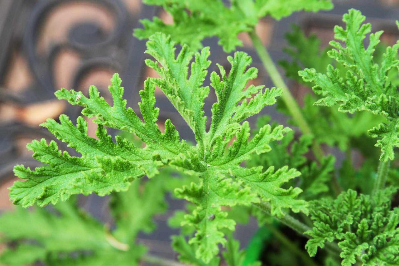 How to Cultivate Citronella Plant: Tips for Achieving a Healthy and Effective Herb