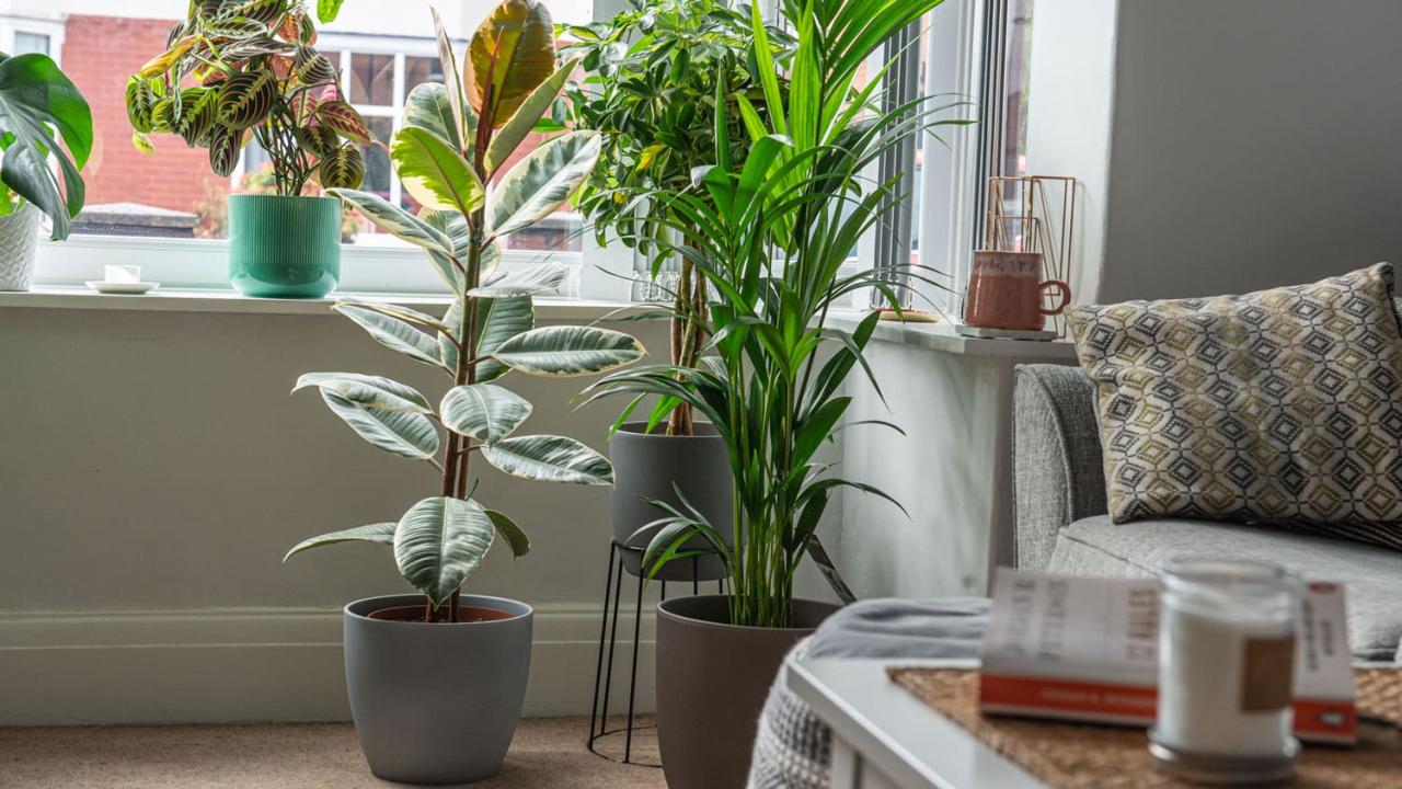 8 Large Indoor Plants That Make a Statement