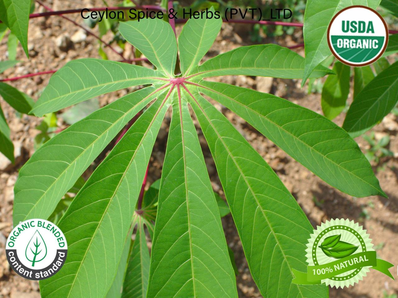 Grow Cassava Leaves: Essential Tips for a Healthy Crop