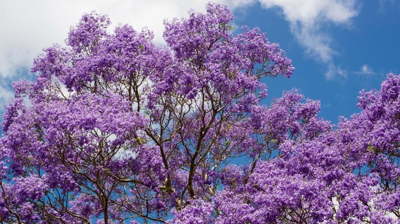 How to Grow Jacaranda Tree: Tips for Stunning Purple Blossoms in Your Garden