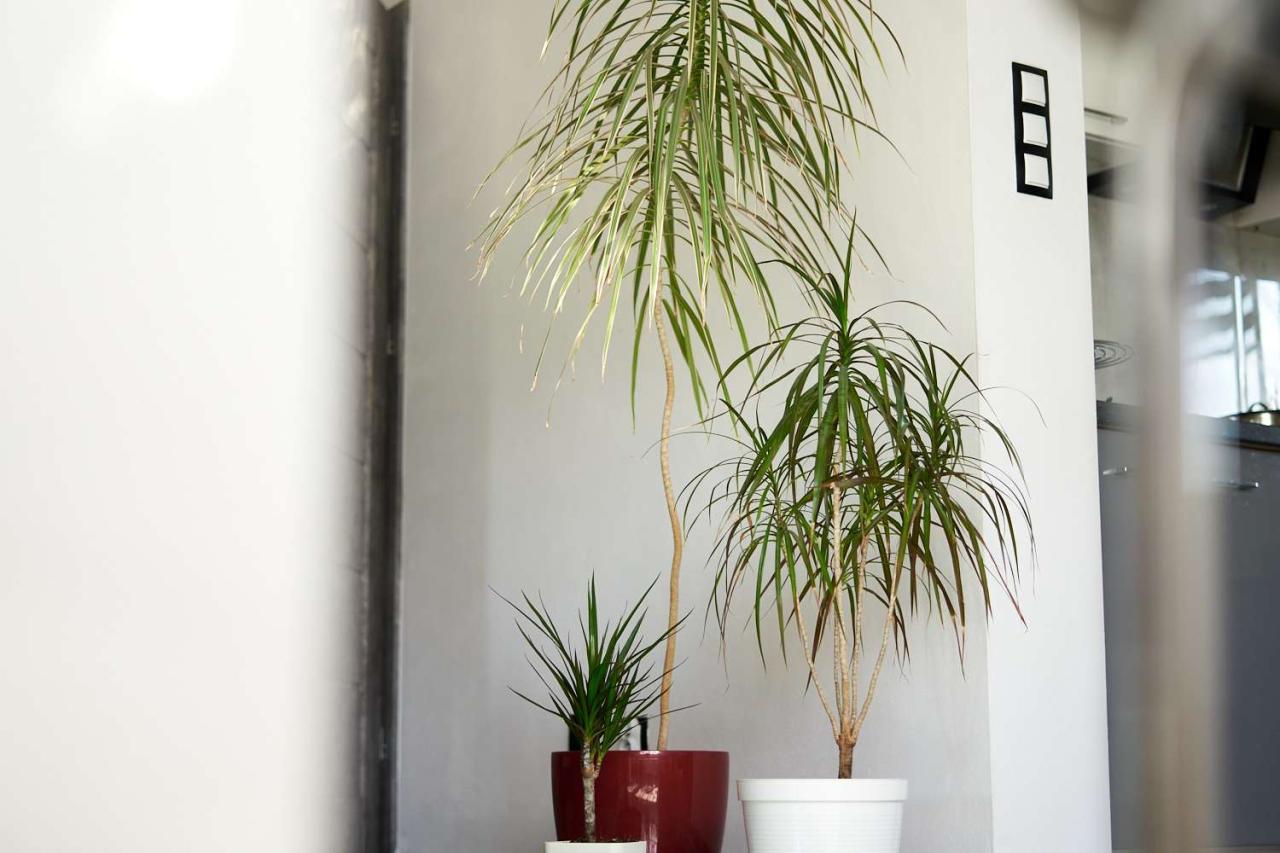 8 Large Indoor Plants That Make a Statement