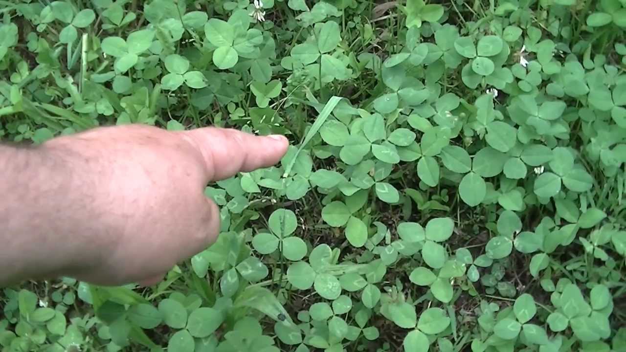 Clover clovers