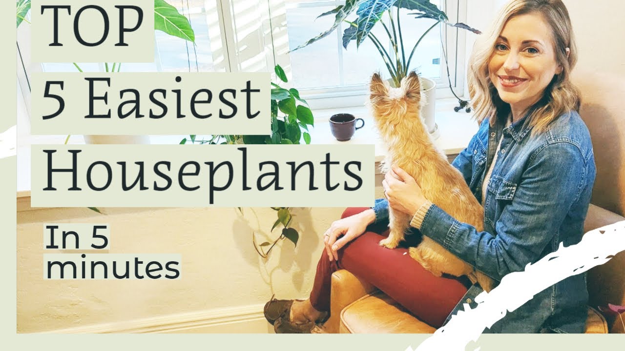 The Easiest Common Houseplants for Busy People