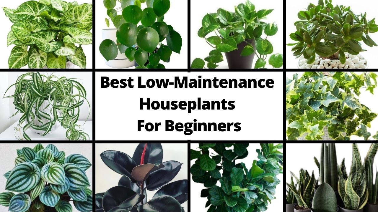 The Best Indoor Plants for Beginners That Require Minimal Care