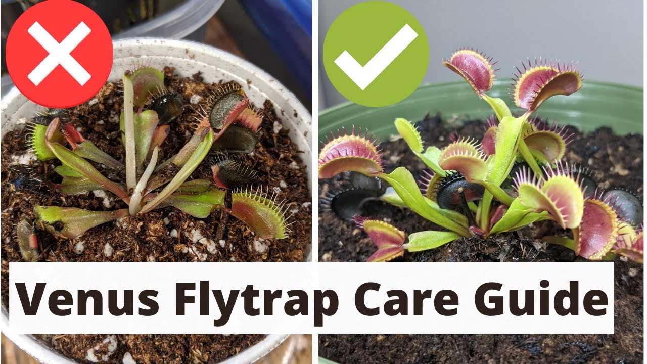 Boost Your Venus Fly Trap Collection With These Simple Propagation Tips