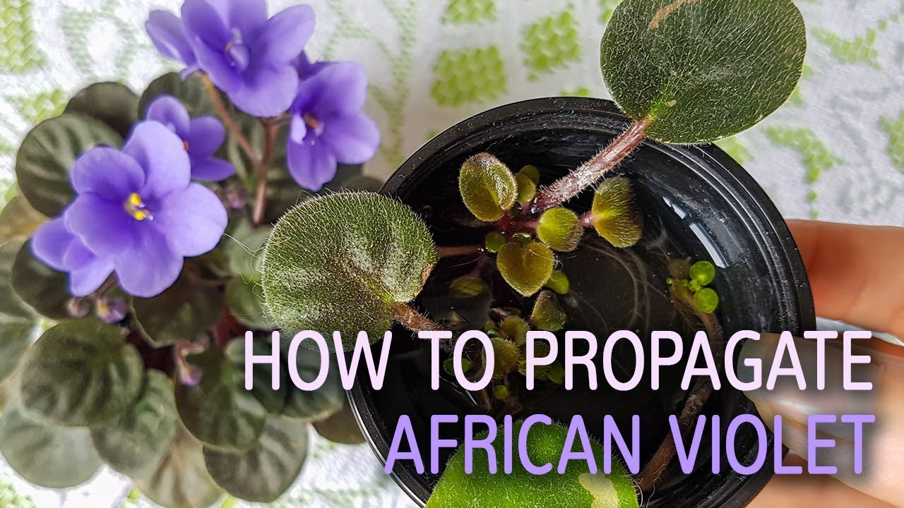 The Secret to Propagating African Violets Like a Pro