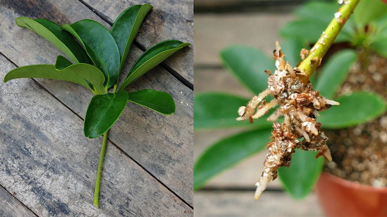 How to Grow a Flourishing Schefflera Collection with Effective Propagation