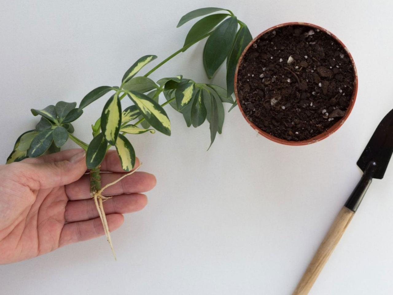 How to Grow a Flourishing Schefflera Collection with Effective Propagation