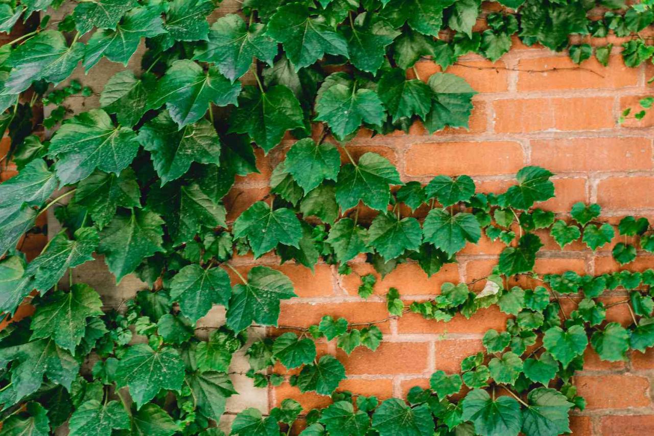 How to Make Your Ivy Grow Faster with These Propagation Tips