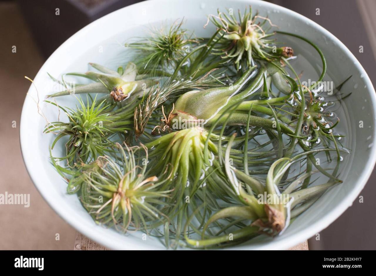 How to Properly Dunk Air Plants for Watering